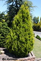 Thuja Orientalis